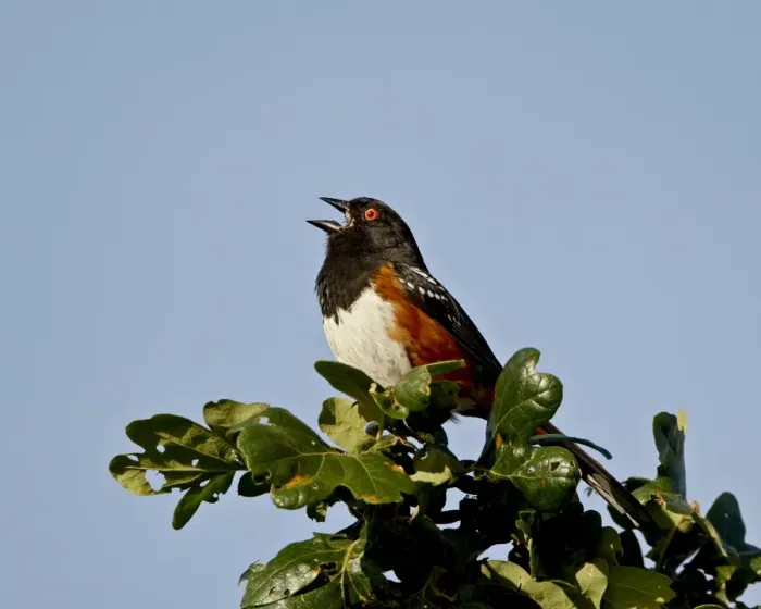 Framed Print : Spotted towhee (Pipilo maculatus) calling, near Saanich, British Columbia Framed Print : Spotted towhee (Pipilo maculatus) calling, near Saanich, British Columbia