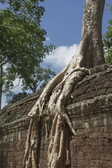Framed Print : A sprawling root lays over a wall, Tah Prohm, Angkor, UNESCO World Heritage Site, Cambodia, Indochina, Southeast Asia, Asia Framed Print : A sprawling root lays over a wall, Tah Prohm, Angkor, UNESCO World Heritage Site, Cambodia, Indochina, Southeast Asia, Asia