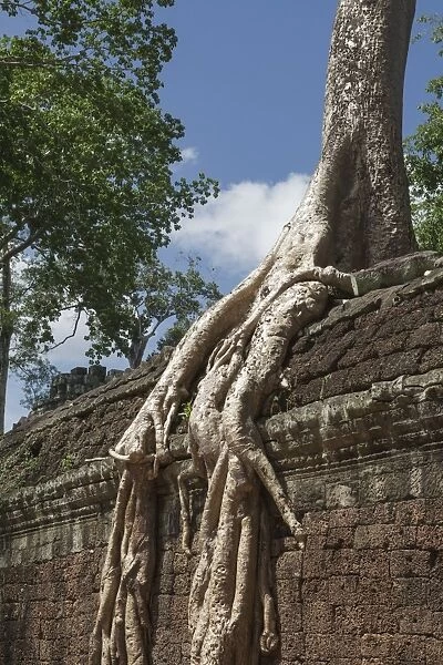 A sprawling root lays over a wall, Tah Prohm, Angkor, UNESCO World Heritage Site, Cambodia, Indochina, Southeast Asia, Asia