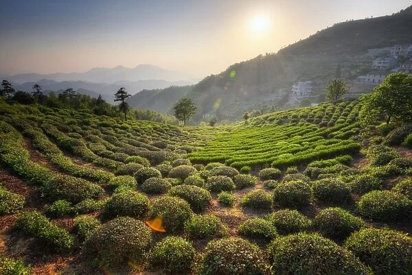 Sprawling tea fields in the mountains of Zhejiang province, China, Asia
