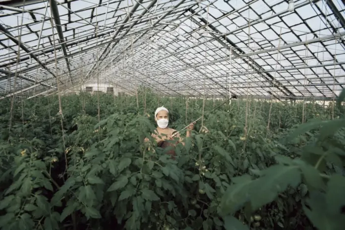 Framed Print : Spraying tomato plants in a hothouse of Pursey Sovchose Framed Print : Spraying tomato plants in a hothouse of Pursey Sovchose