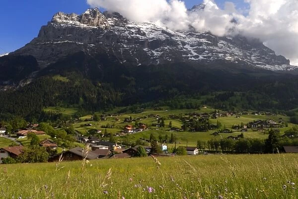 Spring alpine flower meadow and chalets
