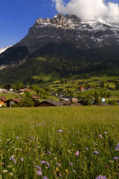 Framed Print : Spring alpine flower meadow and chalets Framed Print : Spring alpine flower meadow and chalets