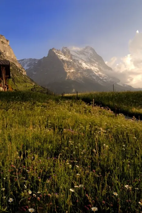 Framed Print : Spring alpine flower meadow and mountains Framed Print : Spring alpine flower meadow and mountains