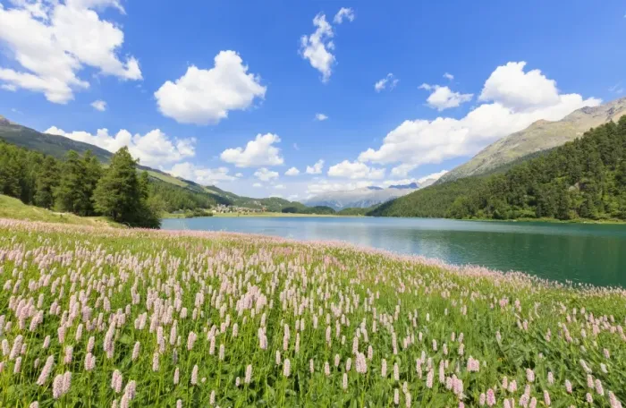 Framed Print : Spring bloom of Persicaria bistorta at Lej da Champfer, St. Moritz, Upper Engadine Framed Print : Spring bloom of Persicaria bistorta at Lej da Champfer, St. Moritz, Upper Engadine