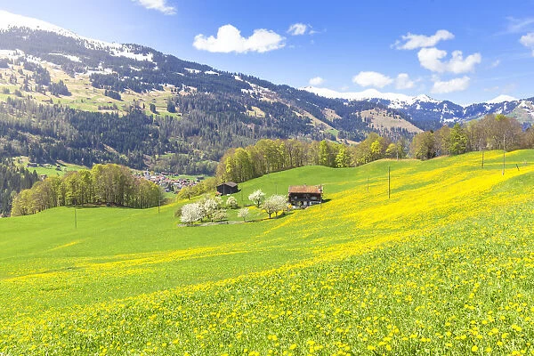 Spring blooms in Sankt Antonien, Prattigau valley, District of Prattigau  /  Davos, Canton