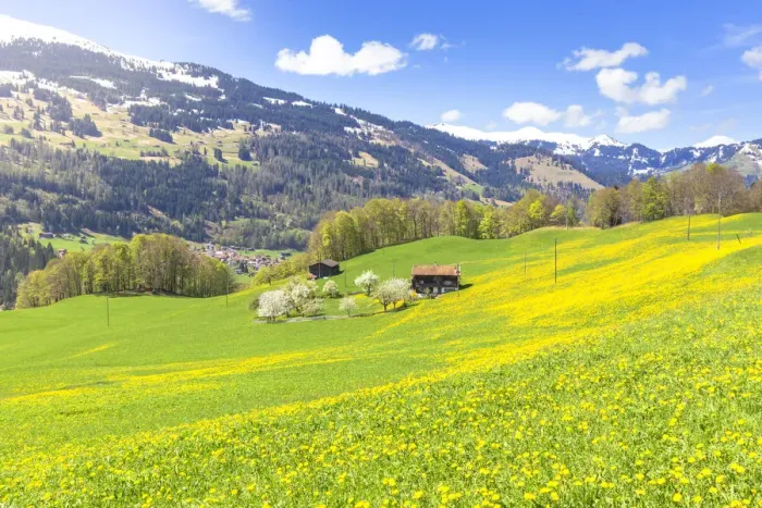 Framed Print : Spring blooms in Sankt Antonien, Prattigau valley, District of Prattigau  /  Davos, Canton