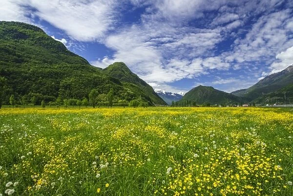 Spring blooms in Valtellina, near the village of Sirta. Lombardy, Italy, Europe