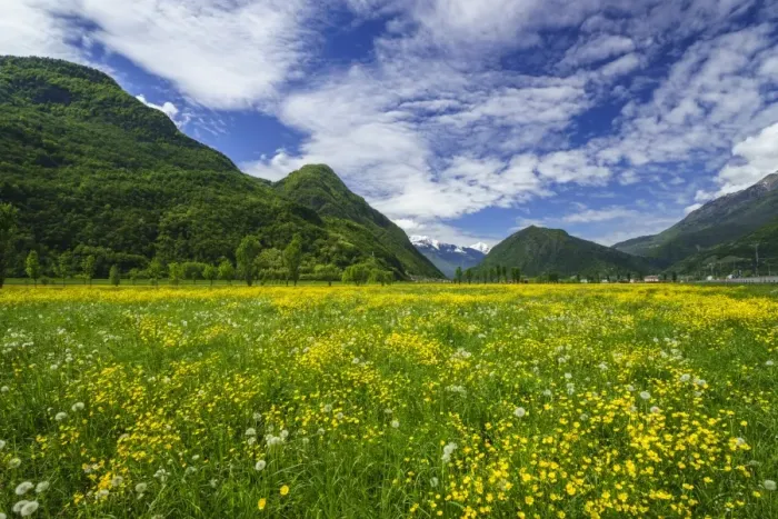 Framed Print : Spring blooms in Valtellina, near the village of Sirta. Lombardy, Italy, Europe Framed Print : Spring blooms in Valtellina, near the village of Sirta. Lombardy, Italy, Europe