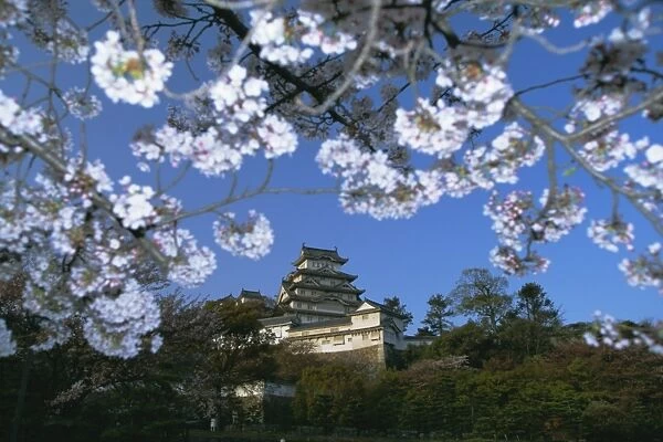 Spring blossom and Himeji Castle (Himeji-jo)