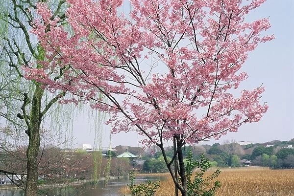 Spring blossom and lake at Ueno-koen park