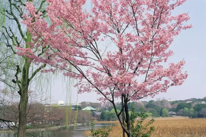 Framed Print : Spring blossom and lake at Ueno-koen park Framed Print : Spring blossom and lake at Ueno-koen park