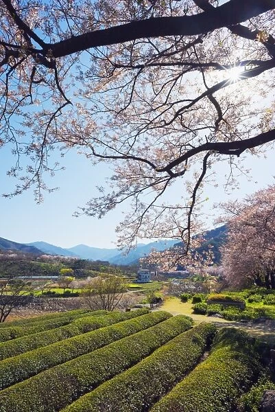 Spring blossom and tea plantations, Jirisan National Park, Gyeongsangnam-do, South Korea, Asia