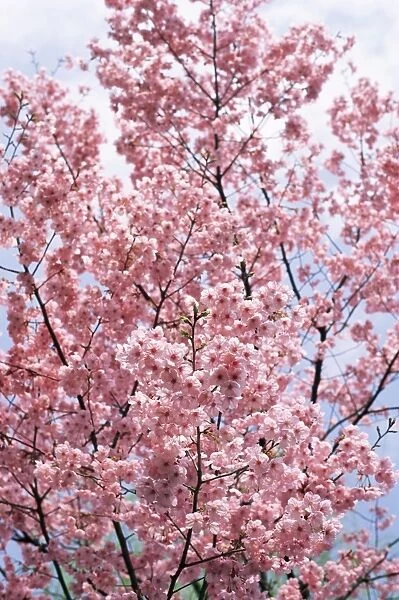 Spring blossom at Ueno-koen Park