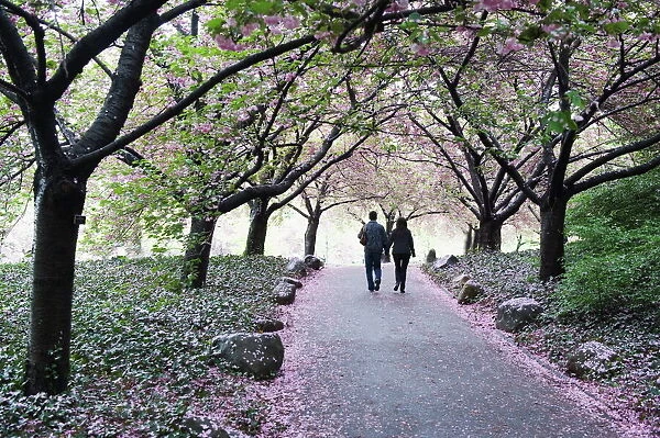 Spring cherry blossom, Brooklyn Botanical Garden, Brooklyn, New York City