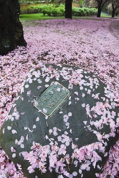 Spring cherry blossom, Brooklyn Botanical Garden, Brooklyn, New York City