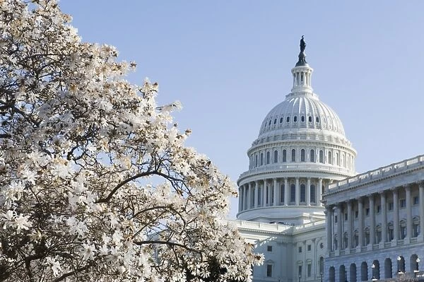 Spring cherry blossom, The Capitol Building, Capitol Hill, Washington D