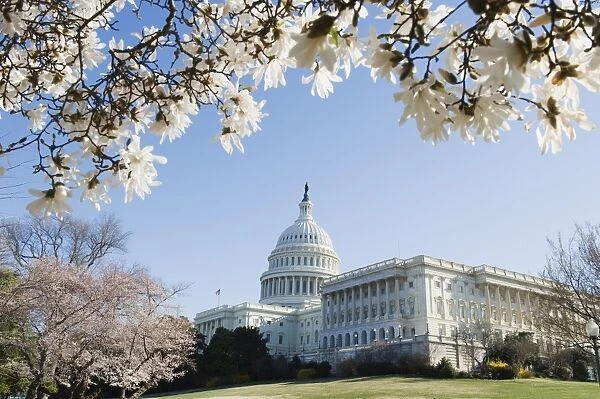 Spring cherry blossom, The Capitol Building, Capitol Hill, Washington D