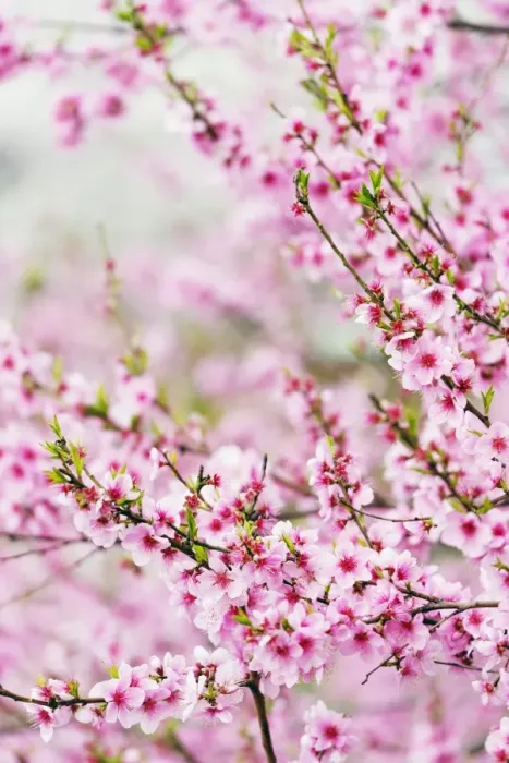 Framed Print : Spring cherry blossom festival, Jinhei, South Korea, Asia Framed Print : Spring cherry blossom festival, Jinhei, South Korea, Asia
