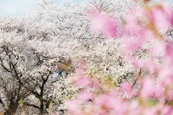 Framed Print : Spring cherry blossom festival, Jinhei, South Korea, Asia Framed Print : Spring cherry blossom festival, Jinhei, South Korea, Asia