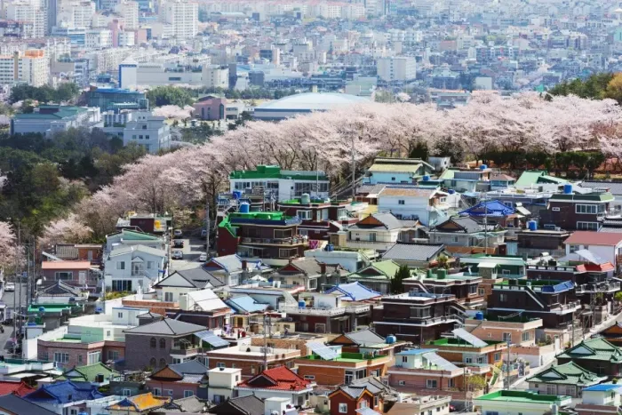 Framed Print : Spring cherry blossom festival, Jinhei, South Korea, Asia Framed Print : Spring cherry blossom festival, Jinhei, South Korea, Asia