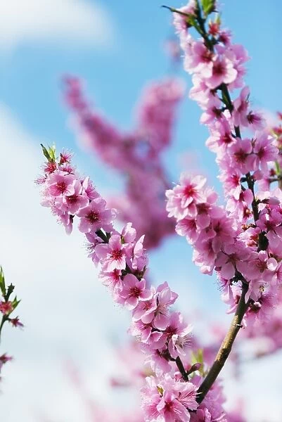 Spring cherry blossom festival, Jinhei, South Korea, Asia