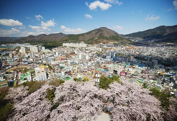 Spring cherry blossom festival, Jinhei, South Korea, Asia