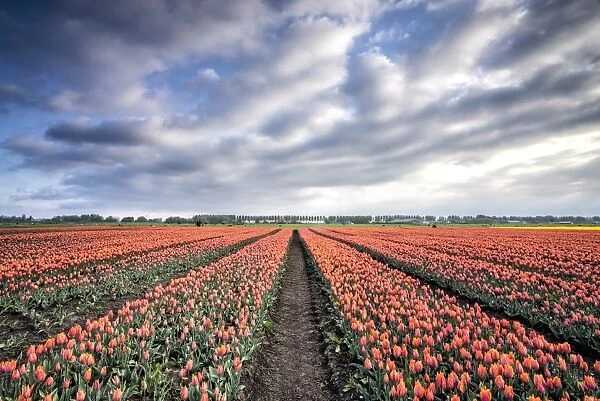 Spring clouds over fields of multi-coloured tulips, Schermerhorn, Alkmaar, North Holland
