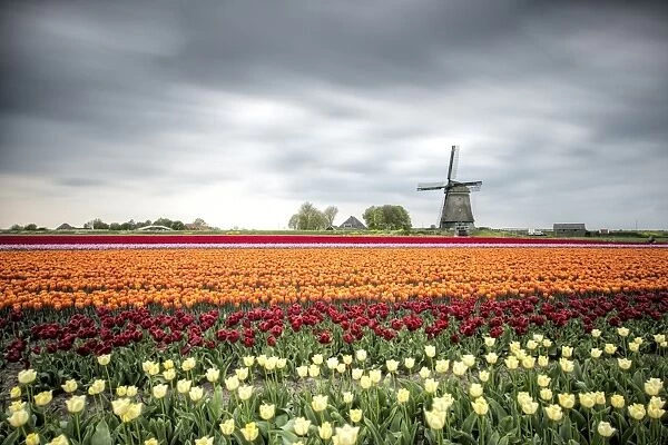 Spring clouds over fields of multicolored tulips and windmill, Berkmeer, Koggenland