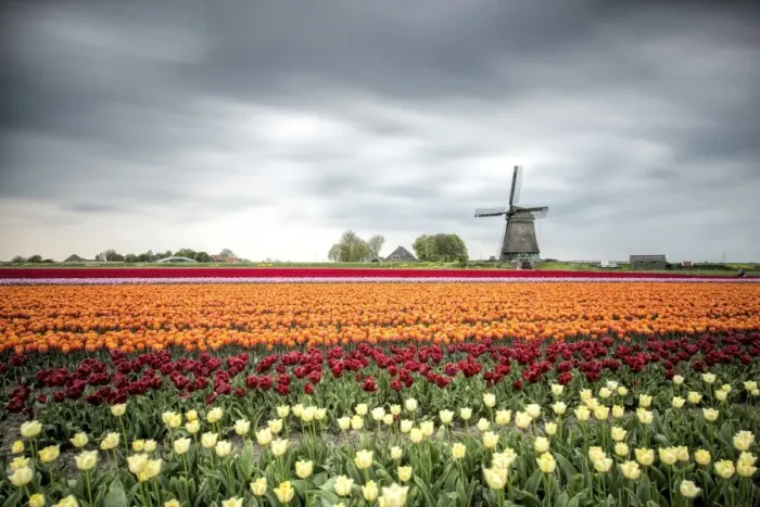 Framed Print : Spring clouds over fields of multicolored tulips and windmill, Berkmeer, Koggenland Framed Print : Spring clouds over fields of multicolored tulips and windmill, Berkmeer, Koggenland