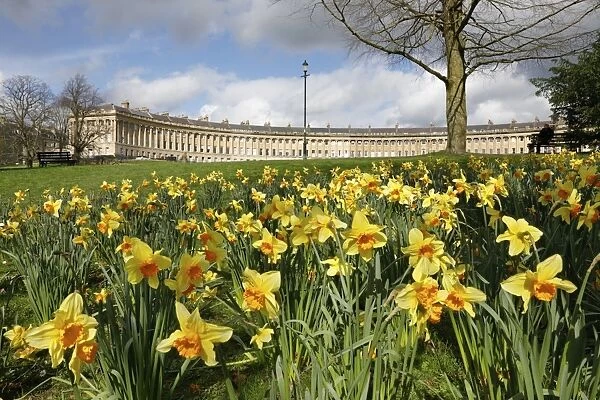 Spring daffodils in front of Georgian style terraced houses of Royal Crescent, Bath