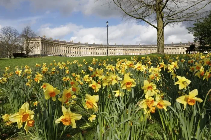 Framed Print : Spring daffodils in front of Georgian style terraced houses of Royal Crescent, Bath Framed Print : Spring daffodils in front of Georgian style terraced houses of Royal Crescent, Bath
