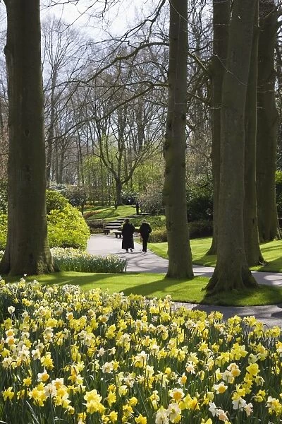 Spring daffodils at Keukenhof, park and gardens near Amsterdam, Netherlands, Europe