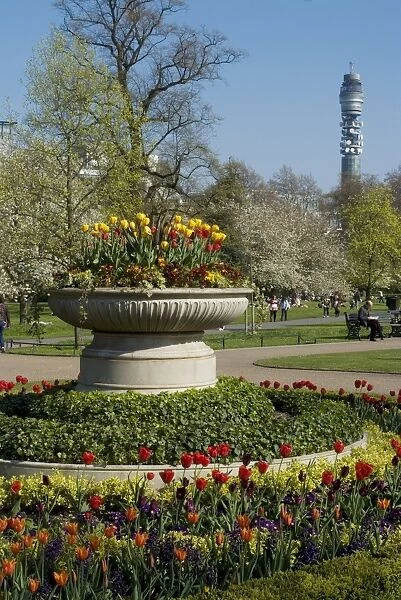 Spring display of tulips, Regents Park, London NW1, England, United Kingdom, Europe