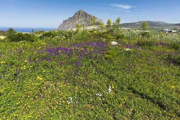 Spring flowers and 659m limestone Monte Cefano, a Nature Reserve and hiking and climbing spot northeast of Trapani, Custonaci, Sicily, Italy, Mediterranean, Europe