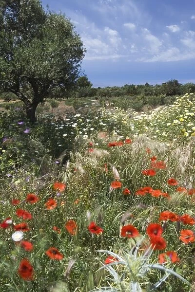 Spring flowers, Akrotiri Peninsula, Chania region, Crete, Greek Islands, Greece, Europe