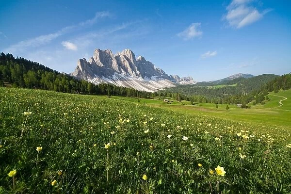 Spring flowers blooming in the fields surrounding the Puez-Odle National Park, Dolomites, South Tyrol, Italy, Europe