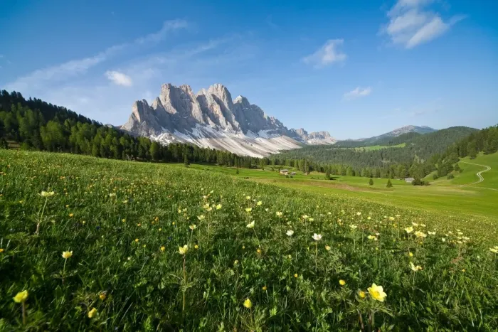 Framed Print : Spring flowers blooming in the fields surrounding the Puez-Odle National Park, Dolomites, South Tyrol, Italy, Europe Framed Print : Spring flowers blooming in the fields surrounding the Puez-Odle National Park, Dolomites, South Tyrol, Italy, Europe