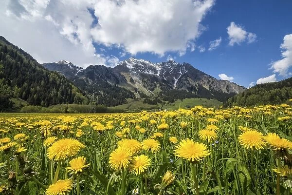 Spring flowers and green meadows, Casaccia, Bregaglia Valley, Engadine, Canton of Graubunden