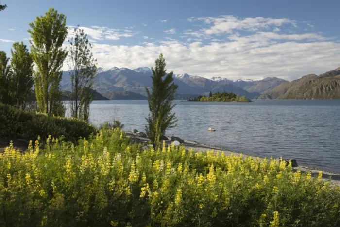 Framed Print : Spring flowers on Lake Wanaka, Wanaka, Otago, South Island, New Zealand, Pacific Framed Print : Spring flowers on Lake Wanaka, Wanaka, Otago, South Island, New Zealand, Pacific