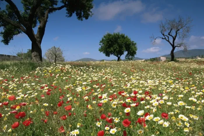 Framed Print : Spring flowers, Majorca, Balearic Islands, Spain, Europe Framed Print : Spring flowers, Majorca, Balearic Islands, Spain, Europe