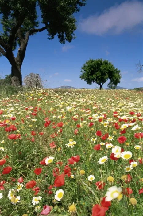 Framed Print : Spring flowers, Majorca, Balearic Islands, Spain, Europe Framed Print : Spring flowers, Majorca, Balearic Islands, Spain, Europe