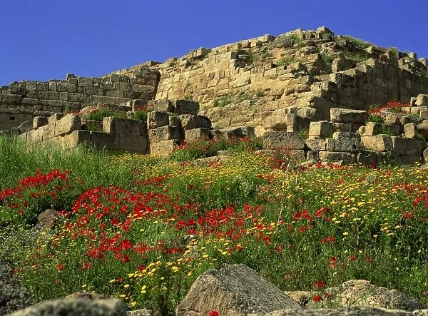 Spring flowers in front of the massive walls of the Acropolis, Selinunte
