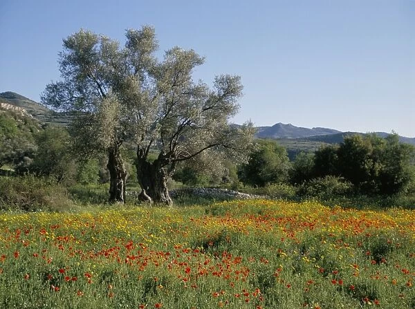 Spring flowers and olive trees on lower Troodos slopes near Arsos, Cyprus, Europe