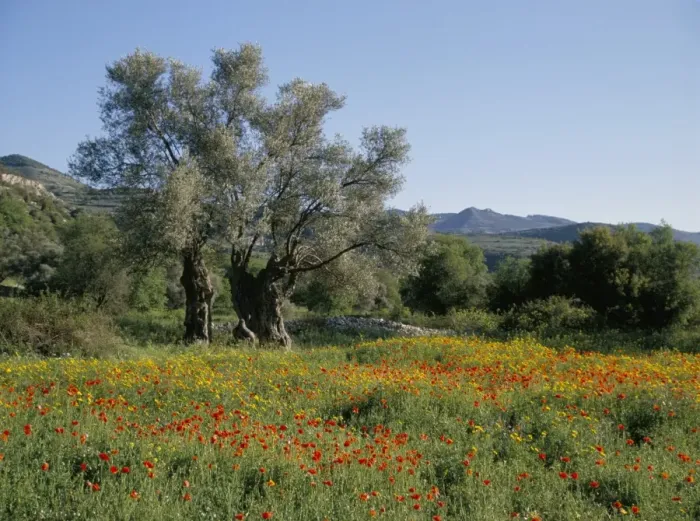 Framed Print : Spring flowers and olive trees on lower Troodos slopes near Arsos, Cyprus, Europe Framed Print : Spring flowers and olive trees on lower Troodos slopes near Arsos, Cyprus, Europe