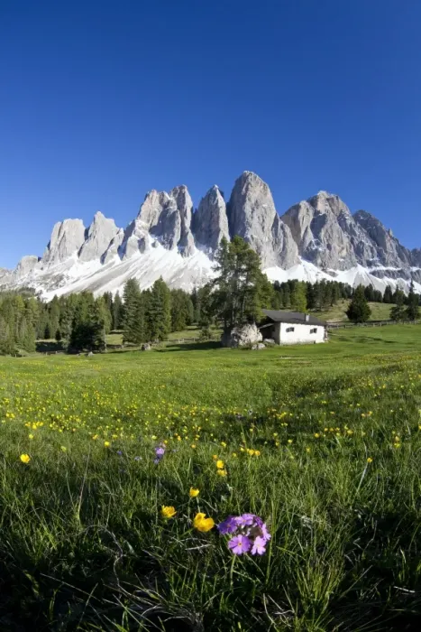 Framed Print : Spring flowers in the pastures of the Puez-Odle Nature Park in South Tyrol, Italy, Europe Framed Print : Spring flowers in the pastures of the Puez-Odle Nature Park in South Tyrol, Italy, Europe