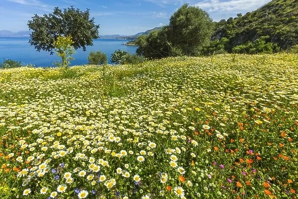 Spring flowers in Zingaro Nature Reserve near Scopello on this north west coast, known for its beauty, Scopello, Sicily, Italy, Mediterranean, Europe