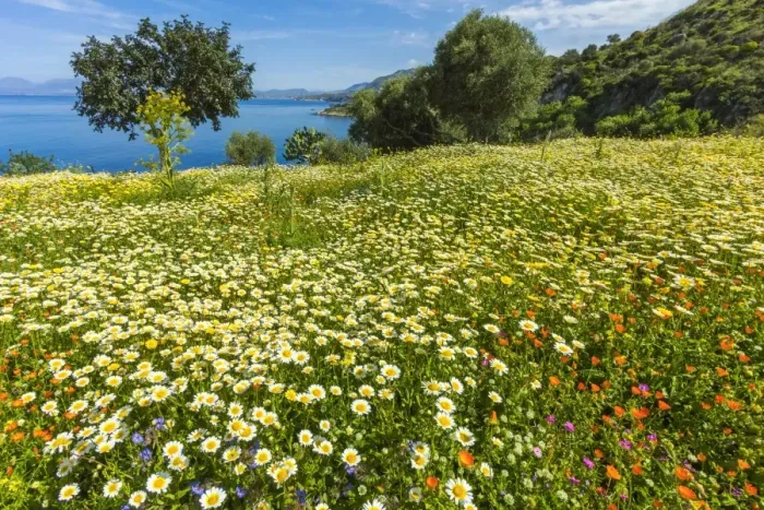 Framed Print : Spring flowers in Zingaro Nature Reserve near Scopello on this north west coast, known for its beauty, Scopello, Sicily, Italy, Mediterranean, Europe Framed Print : Spring flowers in Zingaro Nature Reserve near Scopello on this north west coast, known for its beauty, Scopello, Sicily, Italy, Mediterranean, Europe
