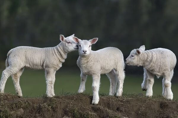 Spring lambs, Cumbria, England, United Kingdom, Europe