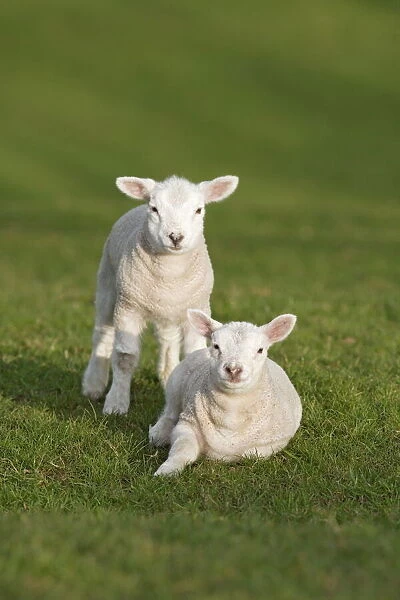 Spring lambs, Cumbria, England, United Kingdom, Europe